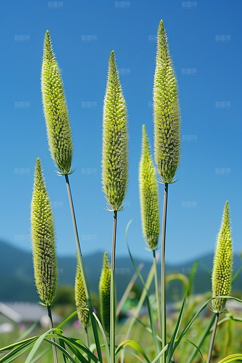 狗尾巴草夏天绿草摄影图