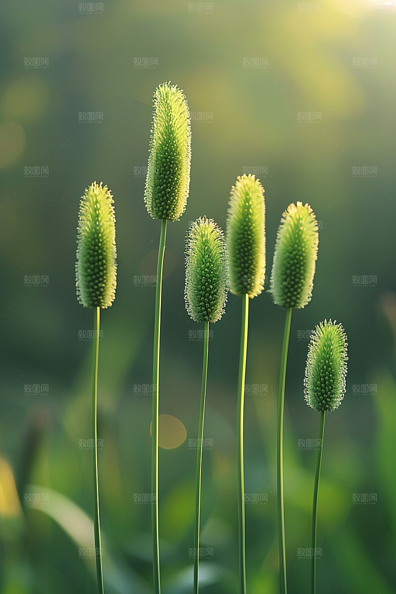 狗尾巴草夏天自然摄影图