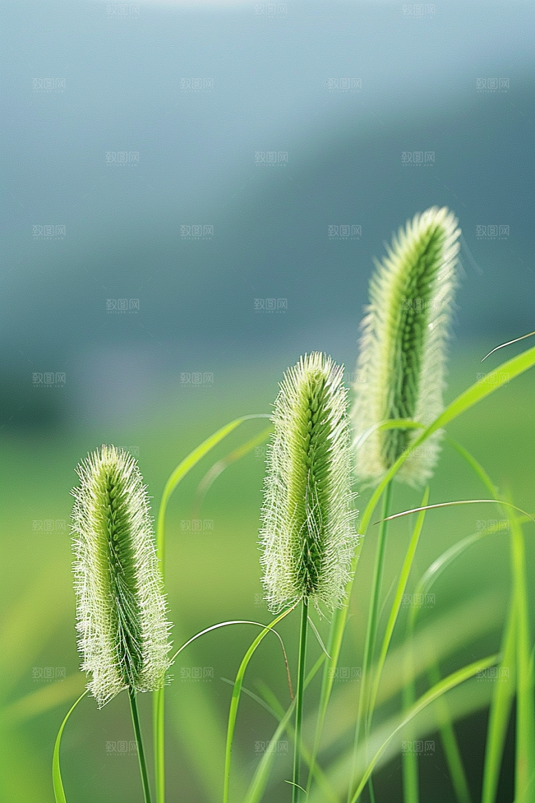 狗尾巴草绿色草地摄影图