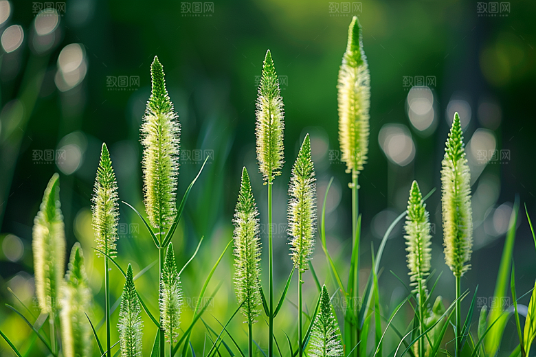 狗尾巴草草地绿色摄影图