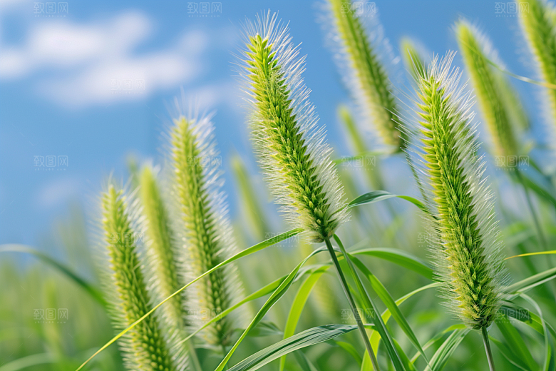 狗尾巴草清新夏季摄影图