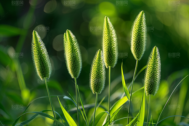 狗尾巴草草地自然摄影图