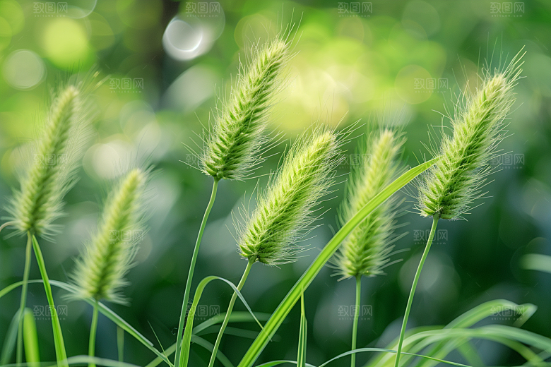狗尾巴草草地田野摄影图