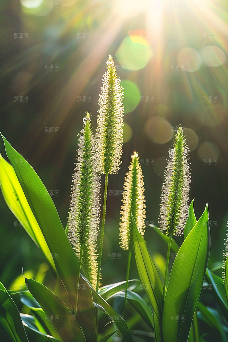 狗尾巴草夏季草地摄影图
