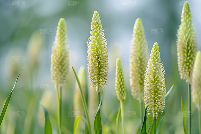 狗尾巴草绿草广阔摄影图