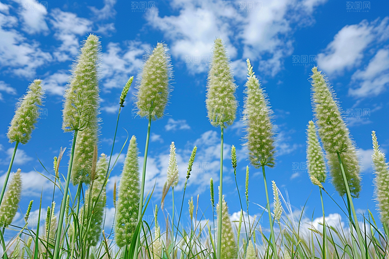 狗尾巴草广阔夏天摄影图