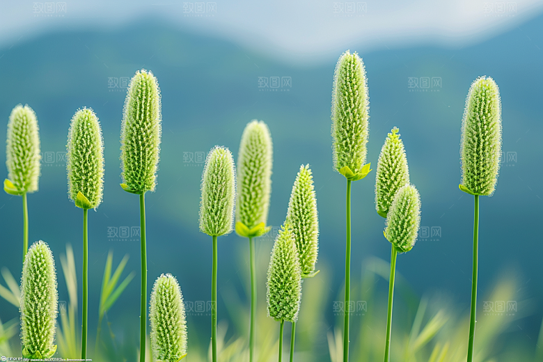 狗尾巴草清新田野摄影图