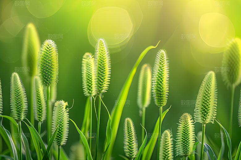 狗尾巴草蓝天白玉夏季摄影图