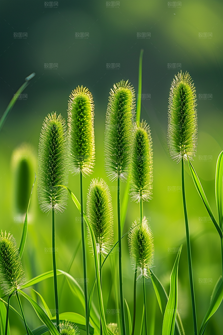 狗尾巴草青草广阔摄影图
