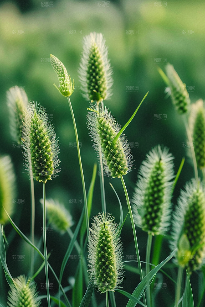 狗尾巴草绿草夏天摄影图