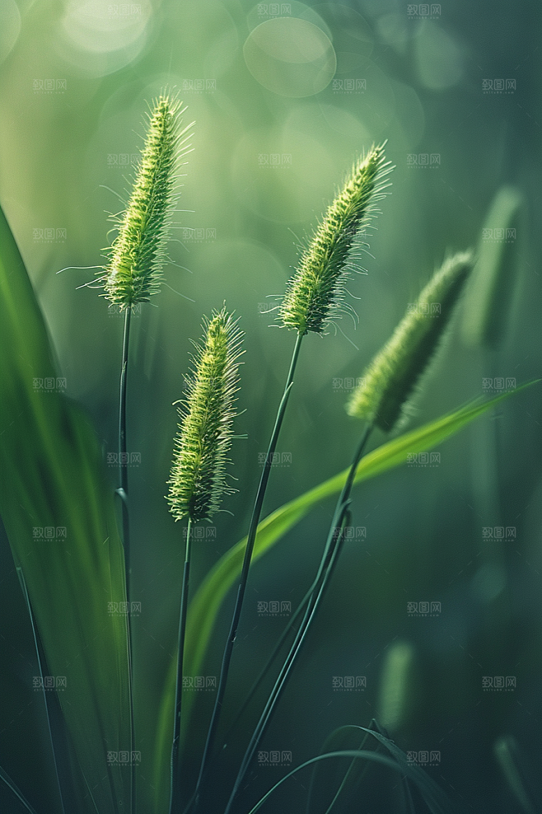 狗尾巴草草场绿草摄影图
