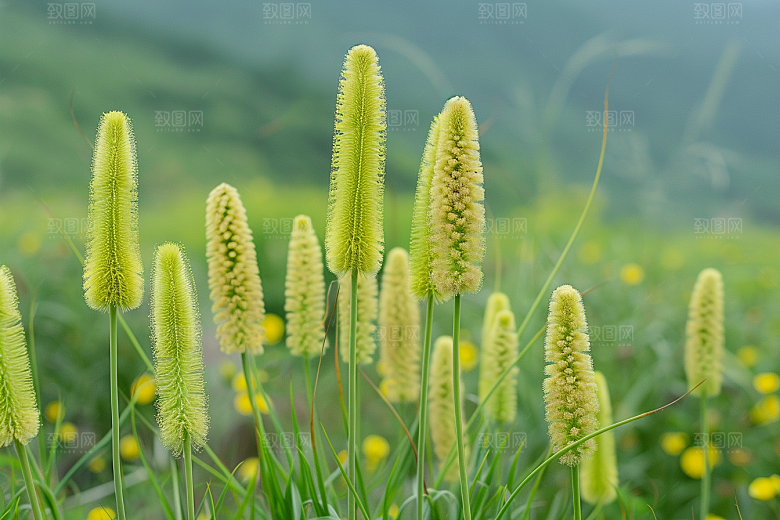 狗尾巴草草地夏天摄影图