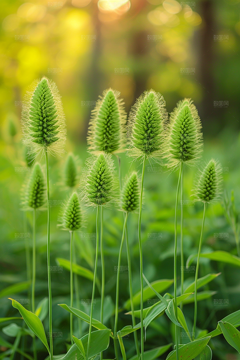 狗尾巴草草场草地摄影图
