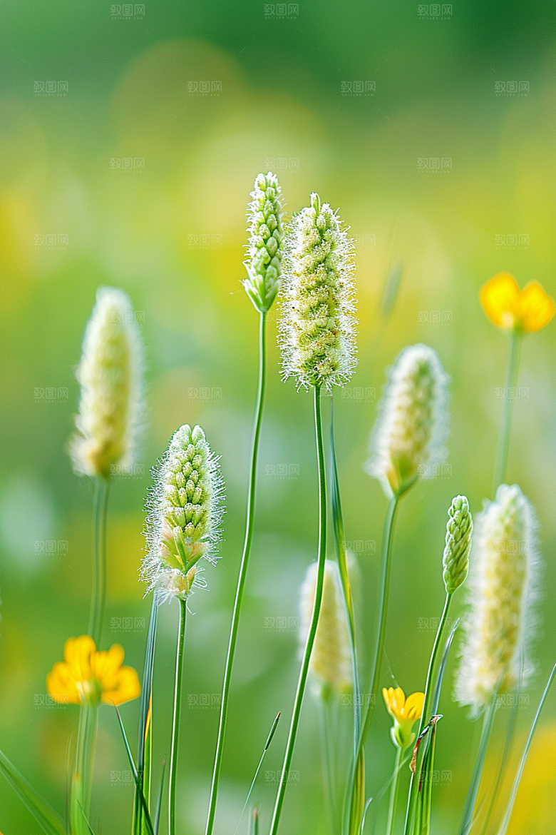 狗尾巴草夏季草原摄影图