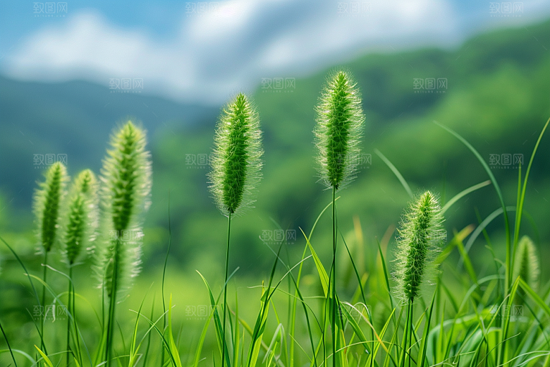 狗尾巴草青草高清摄影图