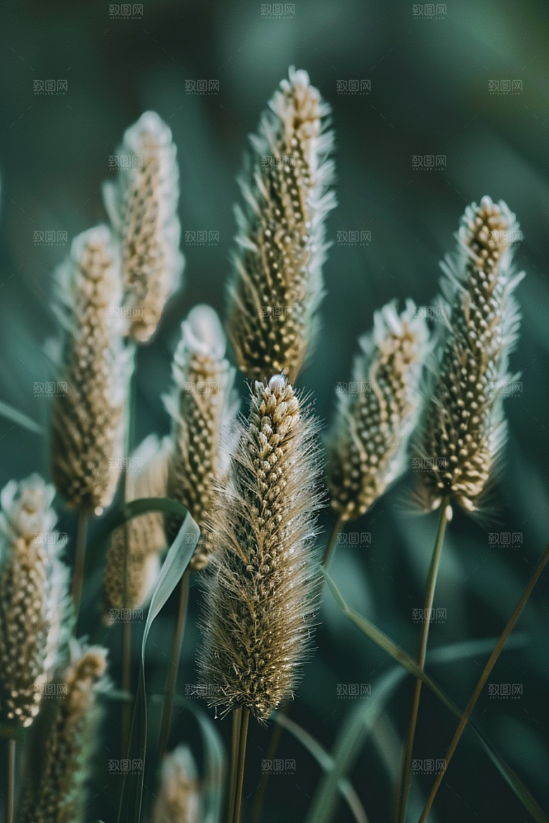 狗尾巴草草地蓝天白玉摄影图