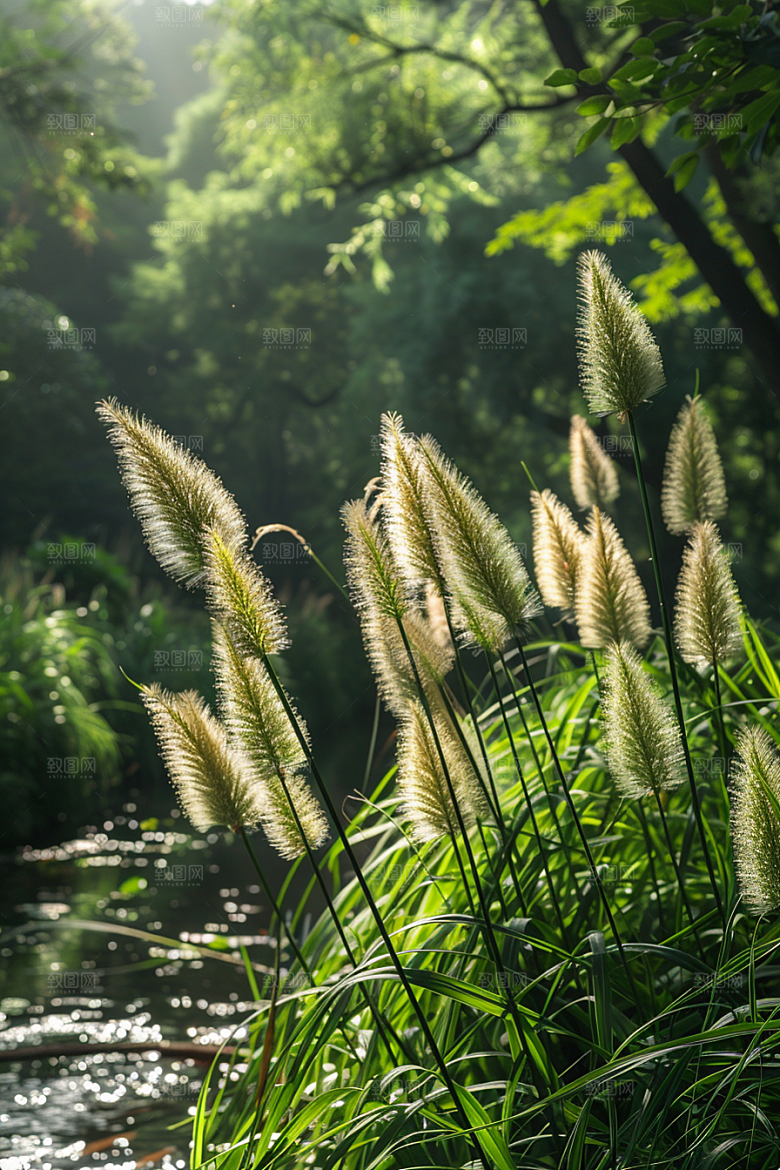 狗尾巴草清新草场摄影图