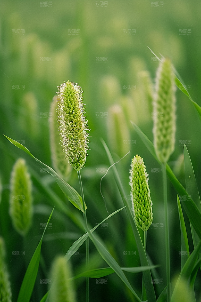 狗尾巴草绿色草场摄影图