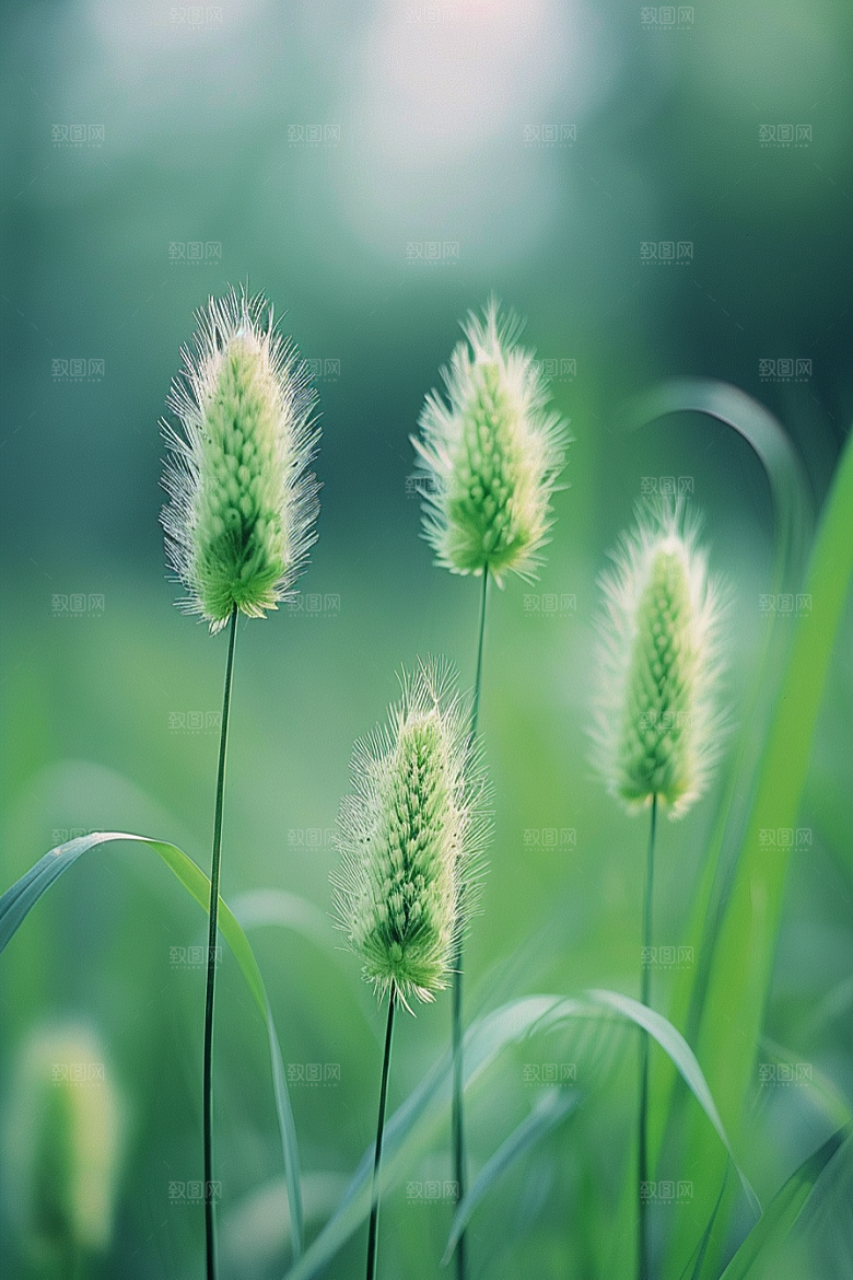 狗尾巴草草地广阔摄影图