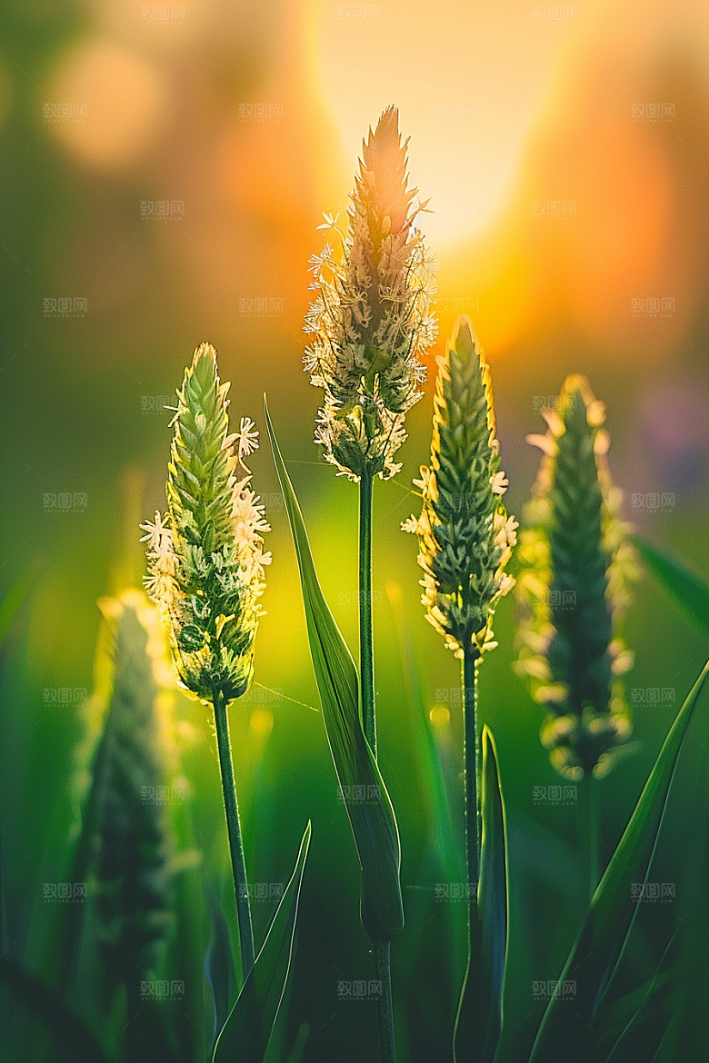 狗尾巴草绿色夏季摄影图