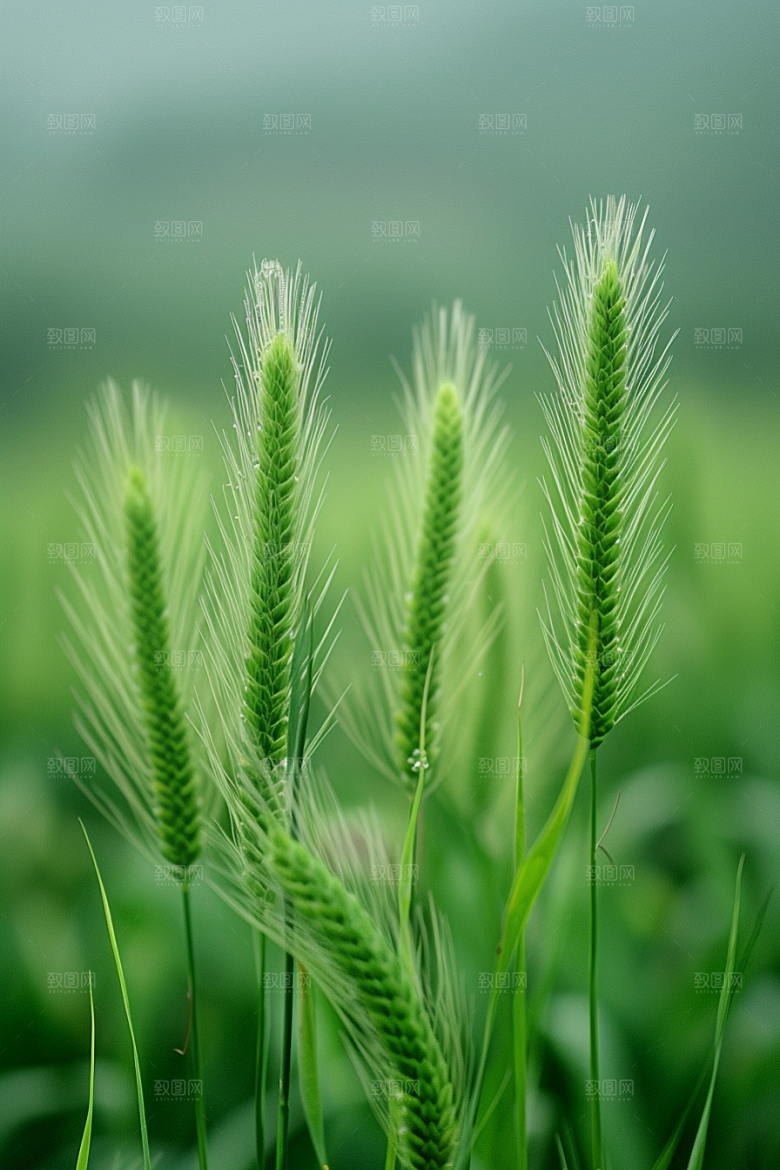 狗尾巴草广阔自然摄影图