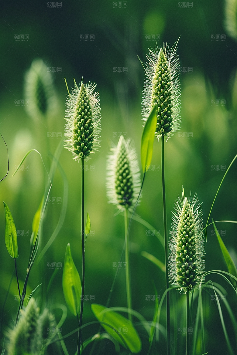 狗尾巴草青草广阔摄影图