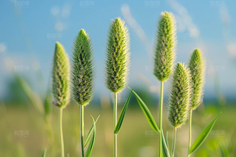 狗尾巴草绿草夏天摄影图
