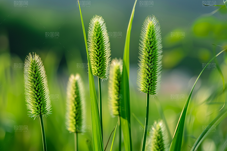 狗尾巴草草地草场摄影图