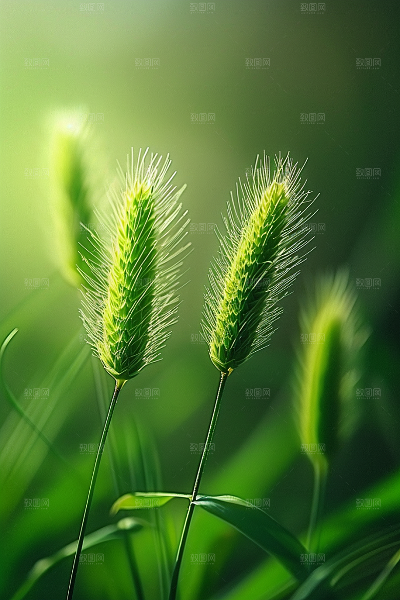 狗尾巴草草原夏天摄影图
