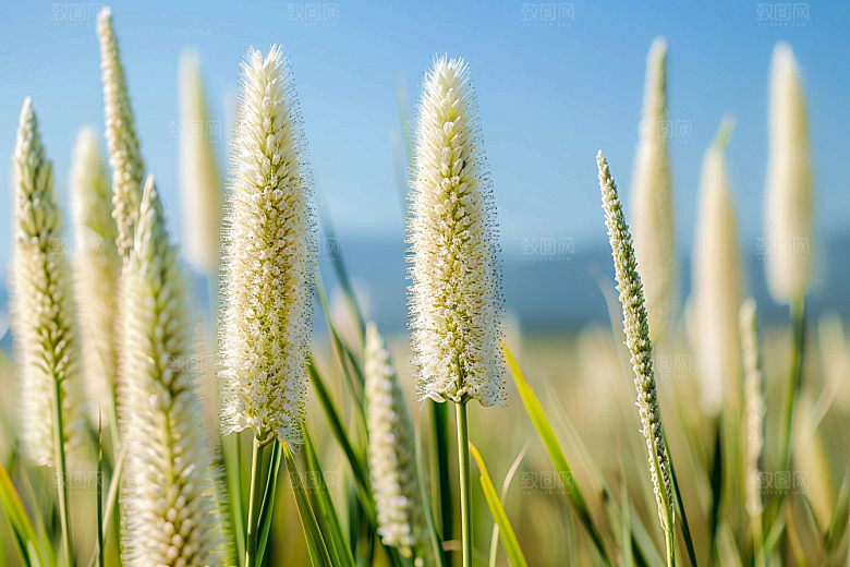 狗尾巴草绿草夏天摄影图
