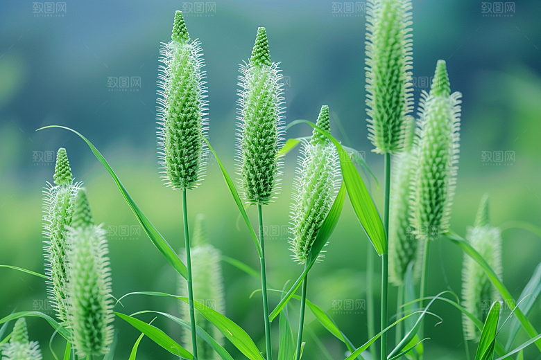 狗尾巴草草原清新摄影图