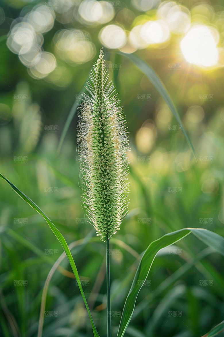 狗尾巴草田野夏天摄影图