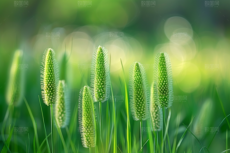 狗尾巴草广阔草地摄影图