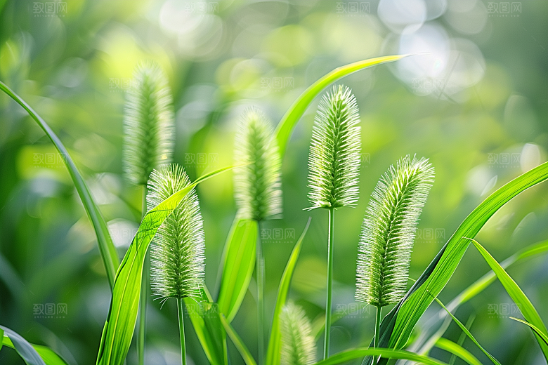 狗尾巴草草原夏季摄影图