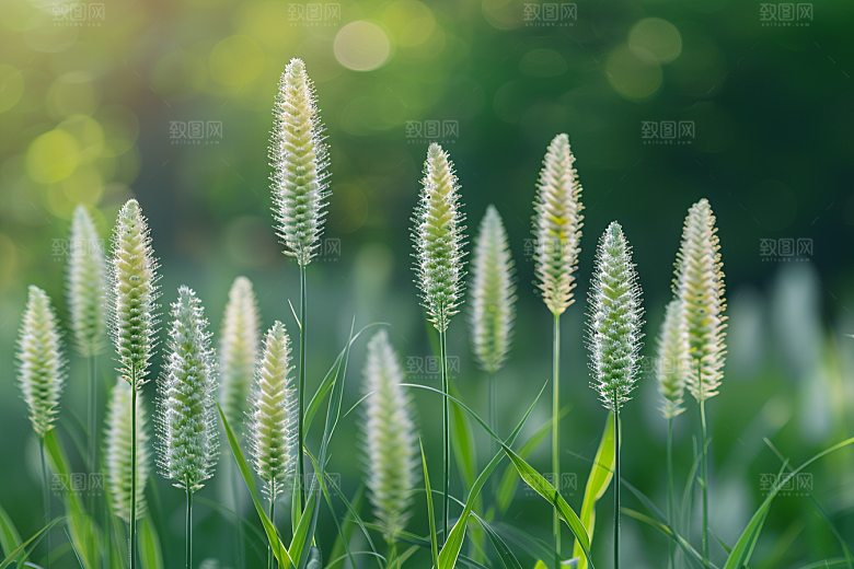 狗尾巴草绿草青草摄影图