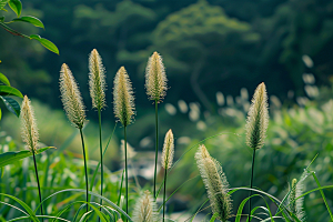 狗尾巴草夏季自然摄影图