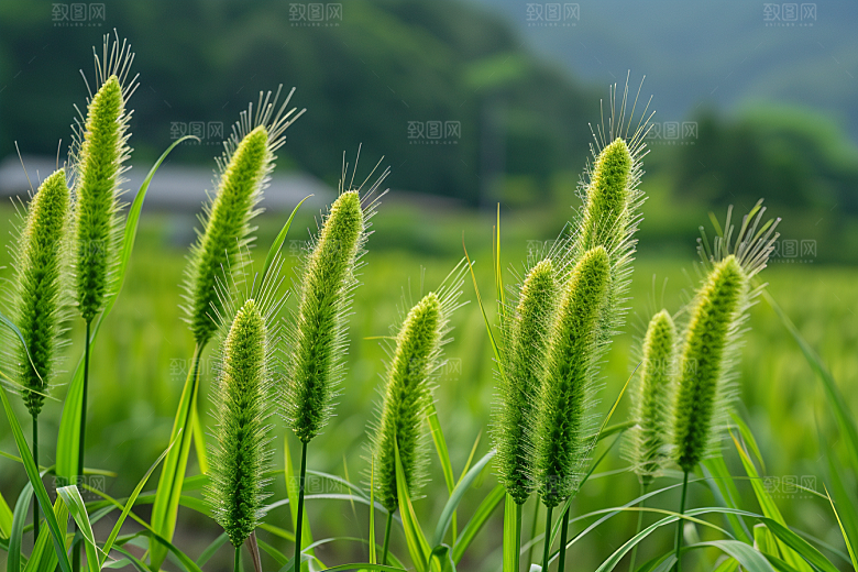 狗尾巴草蓝天白玉清新摄影图