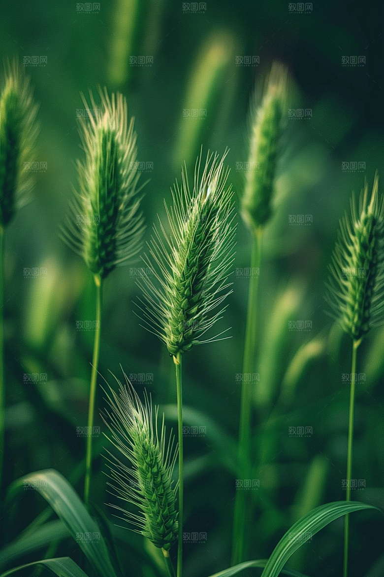 狗尾巴草清新夏季摄影图