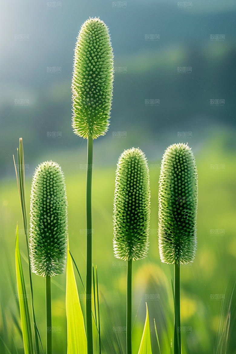 狗尾巴草草地绿色摄影图