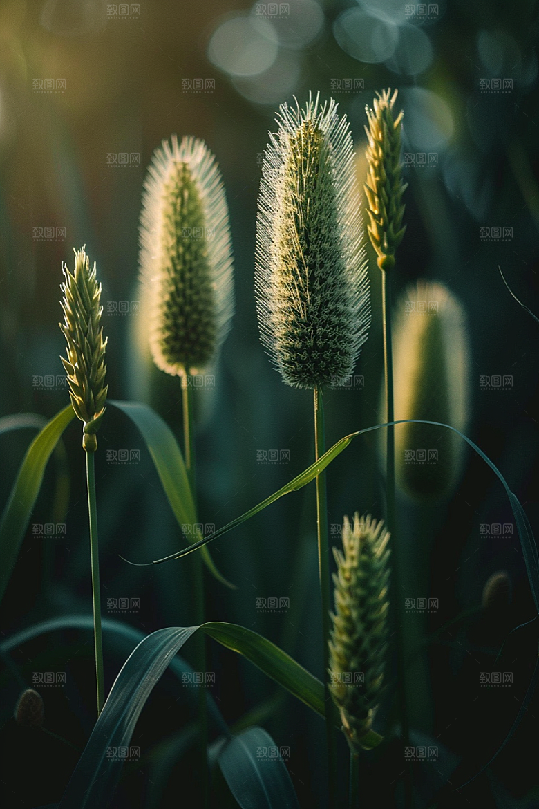 狗尾巴草清新夏天摄影图