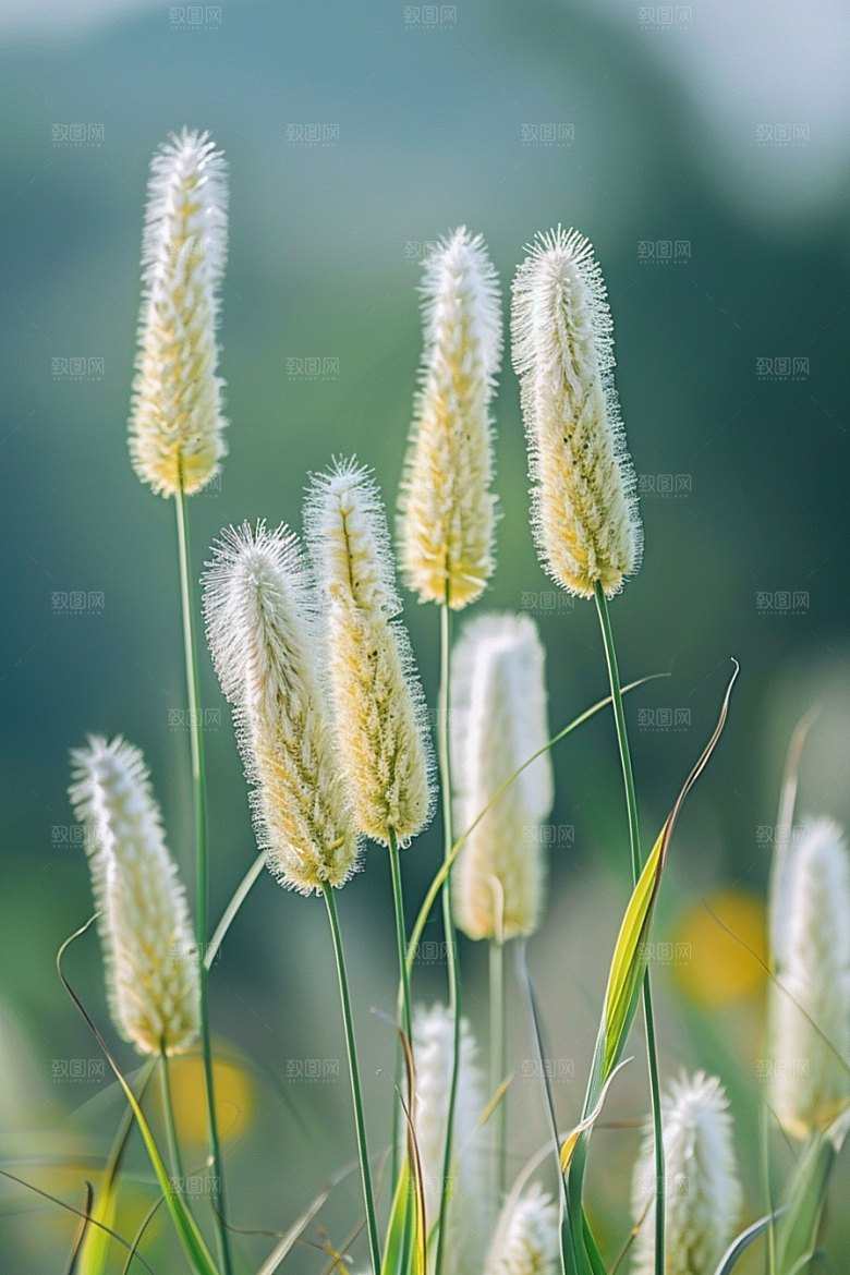狗尾巴草草原清新摄影图