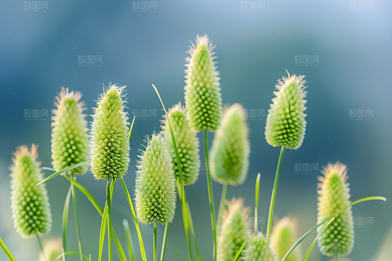 狗尾巴草自然青草摄影图