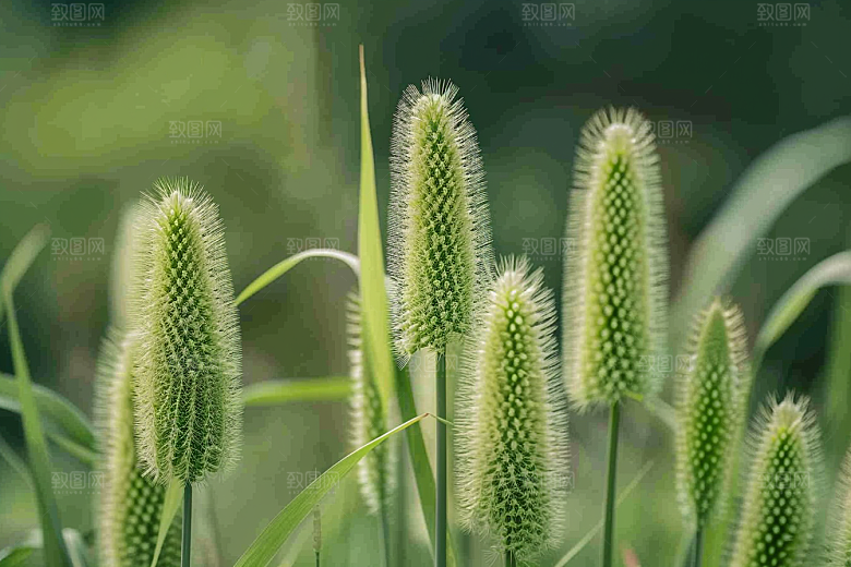 狗尾巴草草场清新摄影图