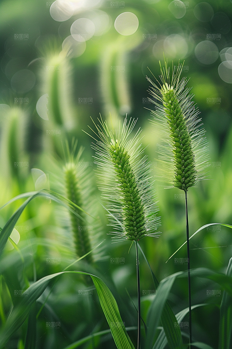 狗尾巴草广阔夏季摄影图