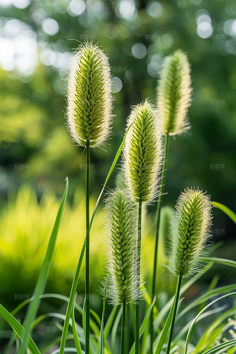 狗尾巴草绿色绿草摄影图