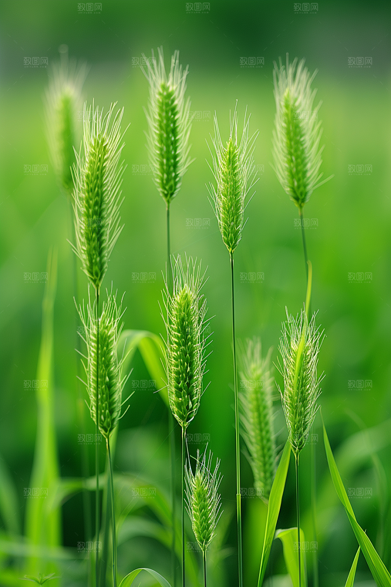 狗尾巴草绿草草场摄影图
