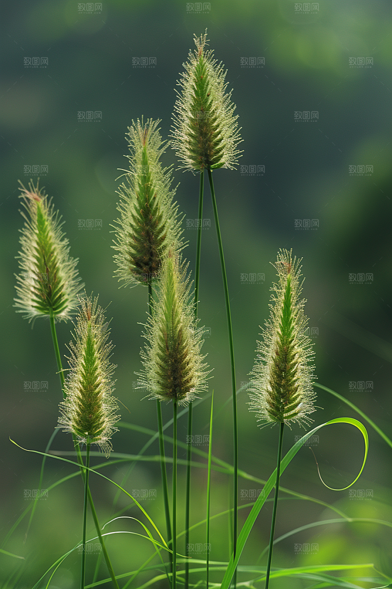 狗尾巴草草场高清摄影图