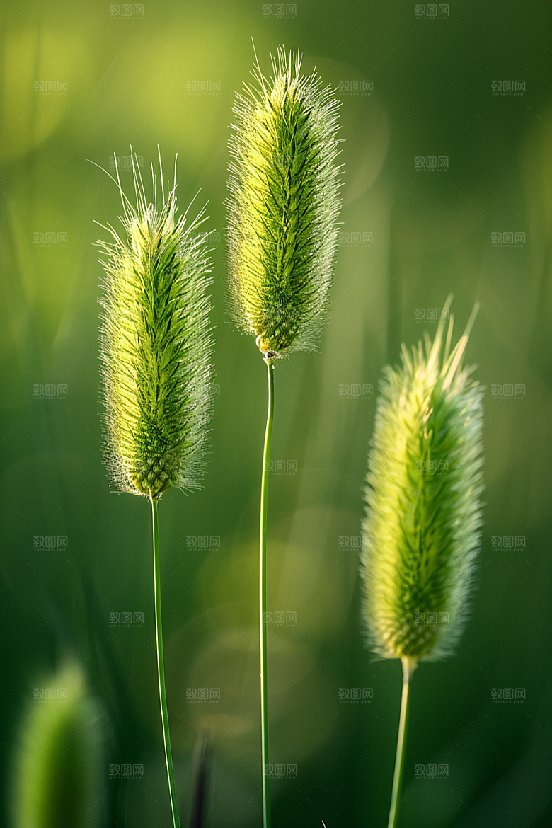 狗尾巴草高清广阔摄影图