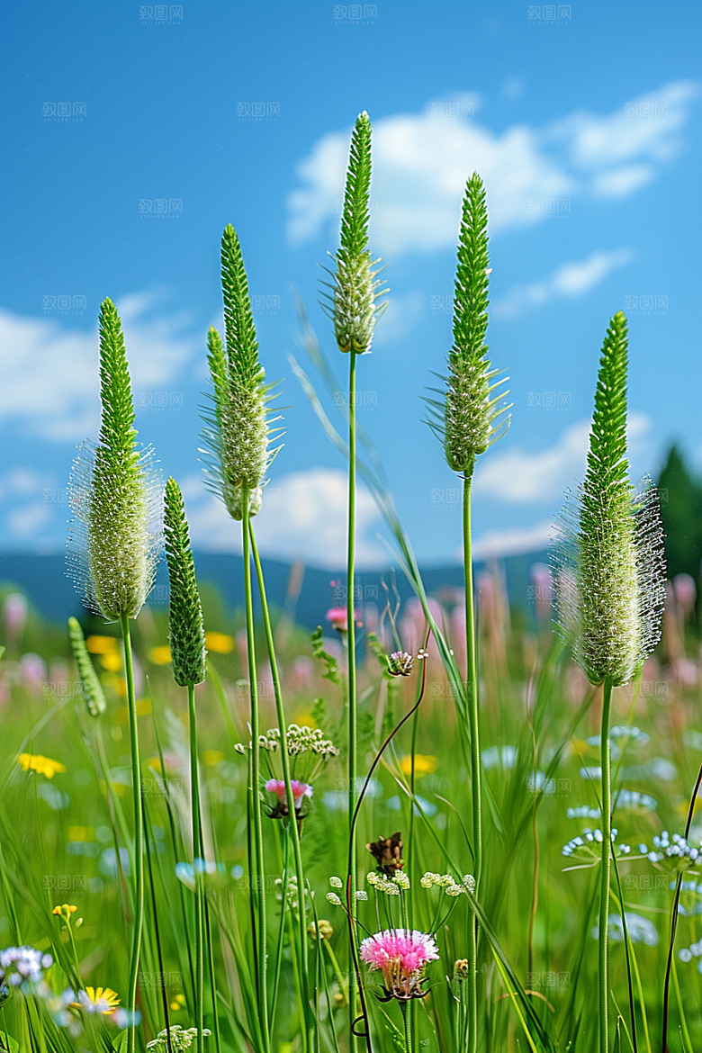 狗尾巴草草地夏天摄影图