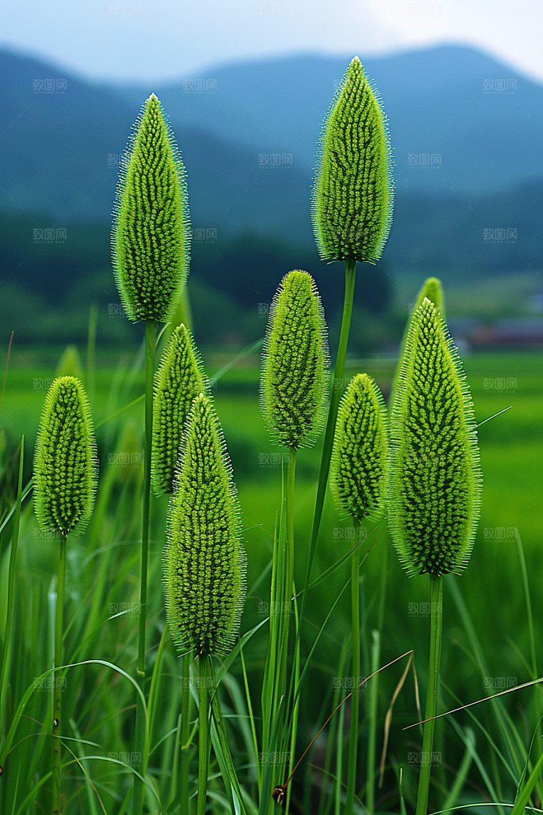 狗尾巴草高清草原摄影图